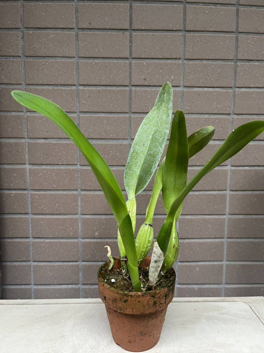 洋蘭原種 カトレア C mossiae s/a flamea 秘蔵個体 OG 【公式通販】