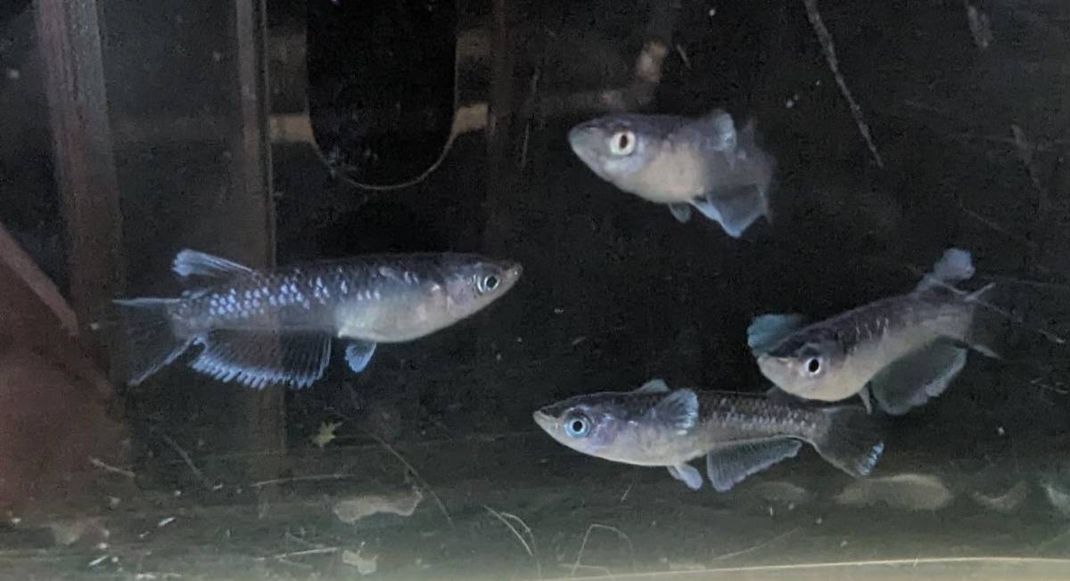 現物めだか・若魚 Y059　ミッドナイトフリル 体外光 　2ペアの合計4匹 　「親メダカは夢中メダカ様からの購入」