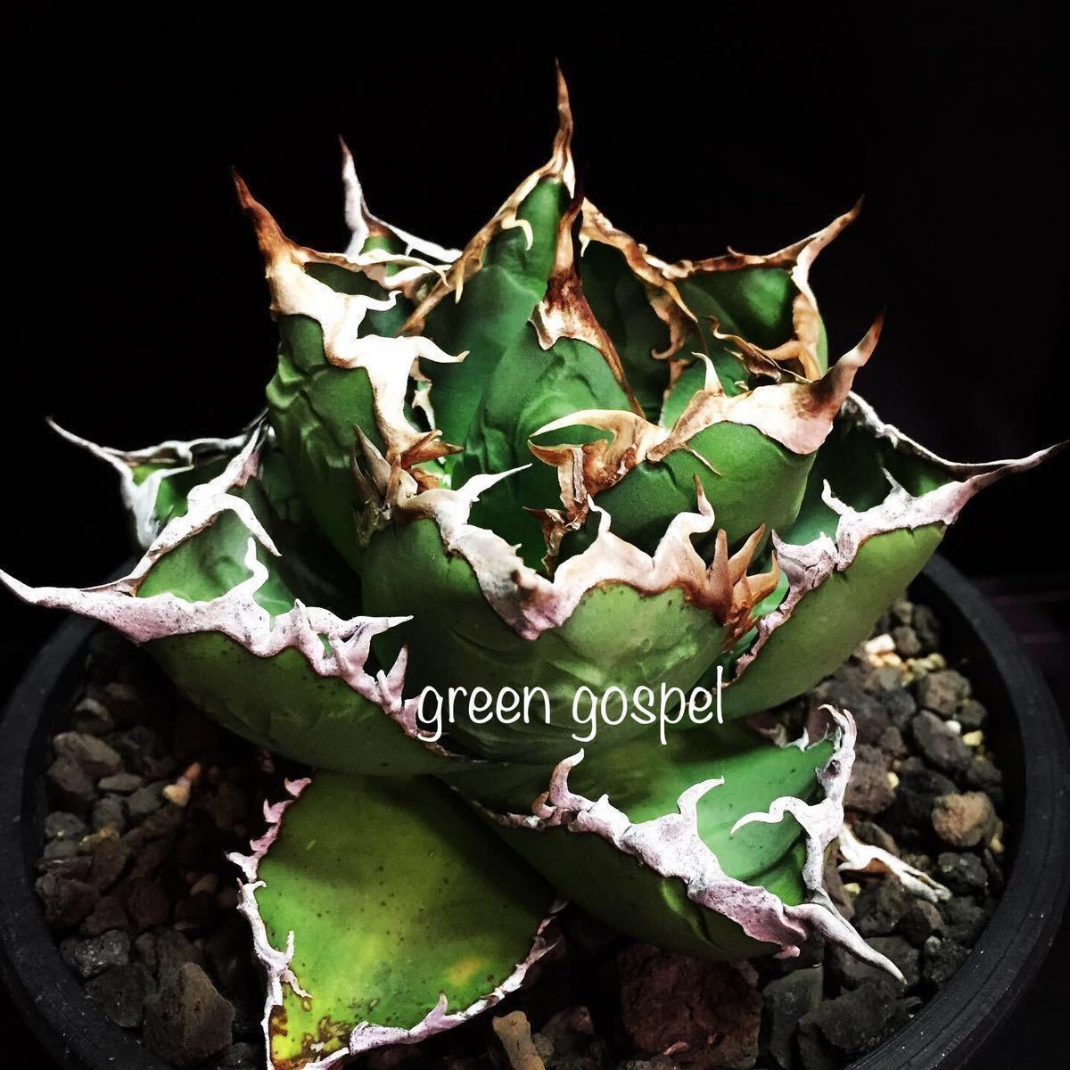 Agave titanota アガベ チタノタ 【包心龍】 gg・識別愛称【Maria 】マリアJr. ②