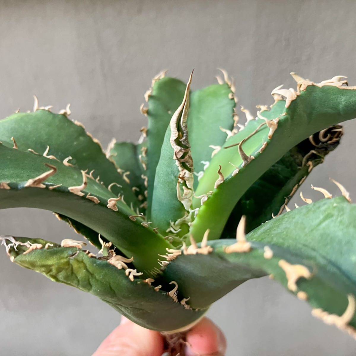 チタノタ Italy type B agave titanota no name オテロイ②