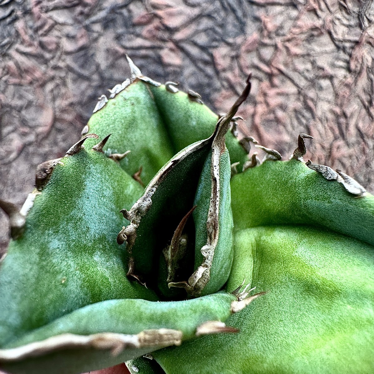 アガベ チタノタ ジャガーノート 純血錦 最 安 価格