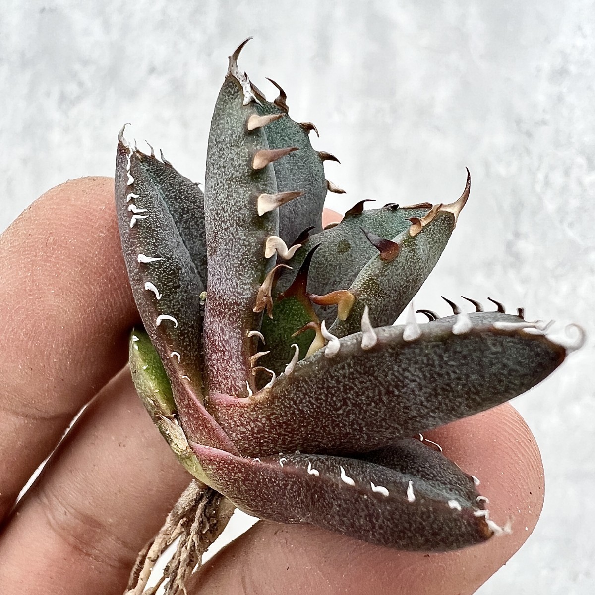 アガベ チタノタ 緋紅牡丹 子株 活着済み - メルカリ