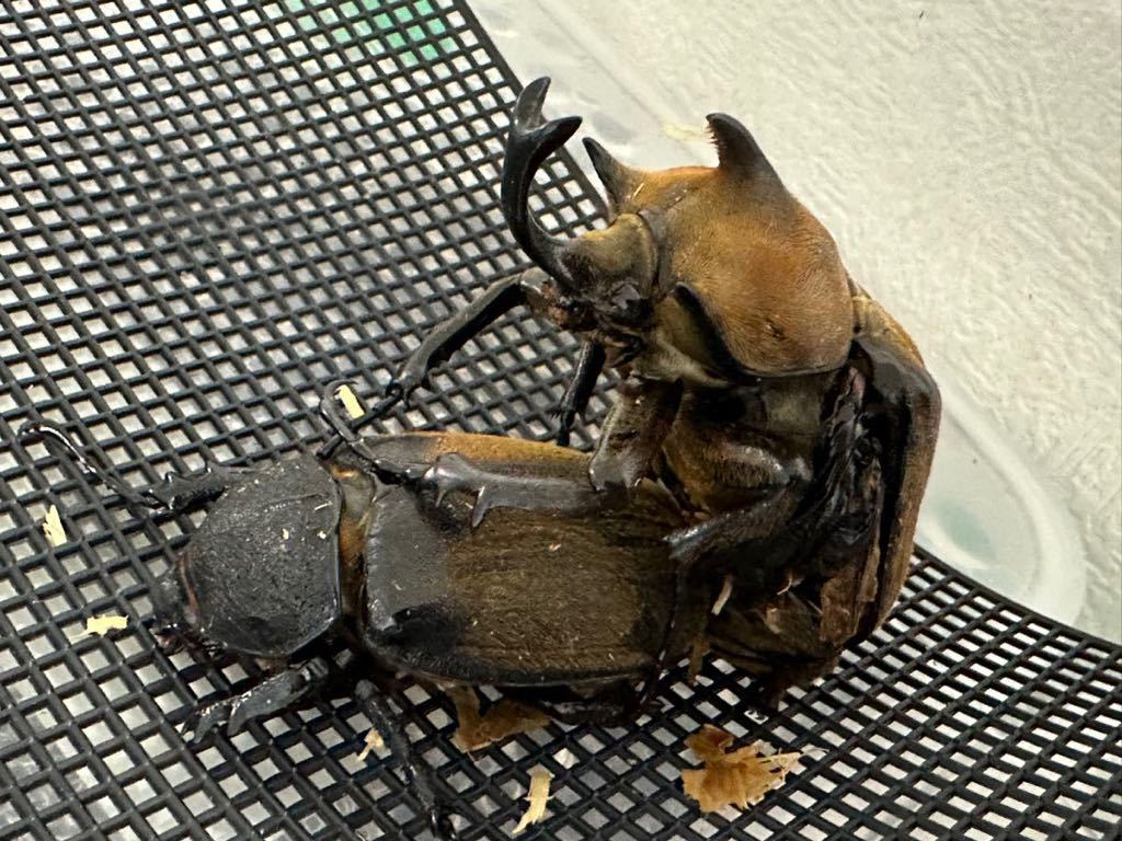 メガソマ　ギアス・ルンバッシャー　　幼虫10頭