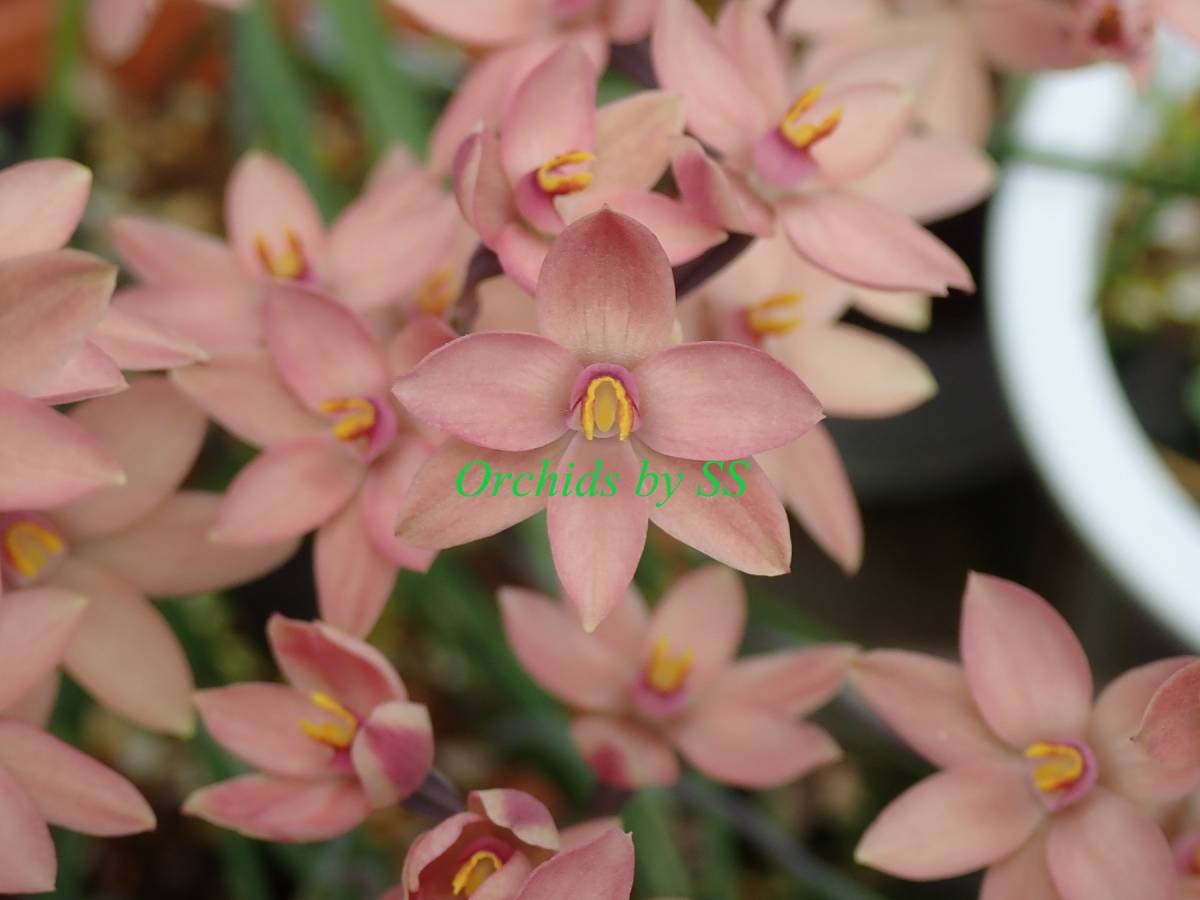 SS テリミトラ 交配種 メロングロー 《 洋蘭 洋ラン 野生蘭 野生ラン 山野草 》 2/3 3/3