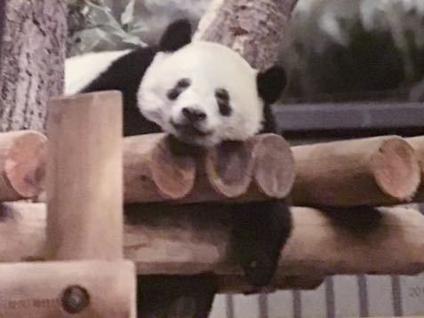 ☆ノベルティー☆松坂屋上野店　920日　ポストカード　パンダのシャンシャン 上野動物園