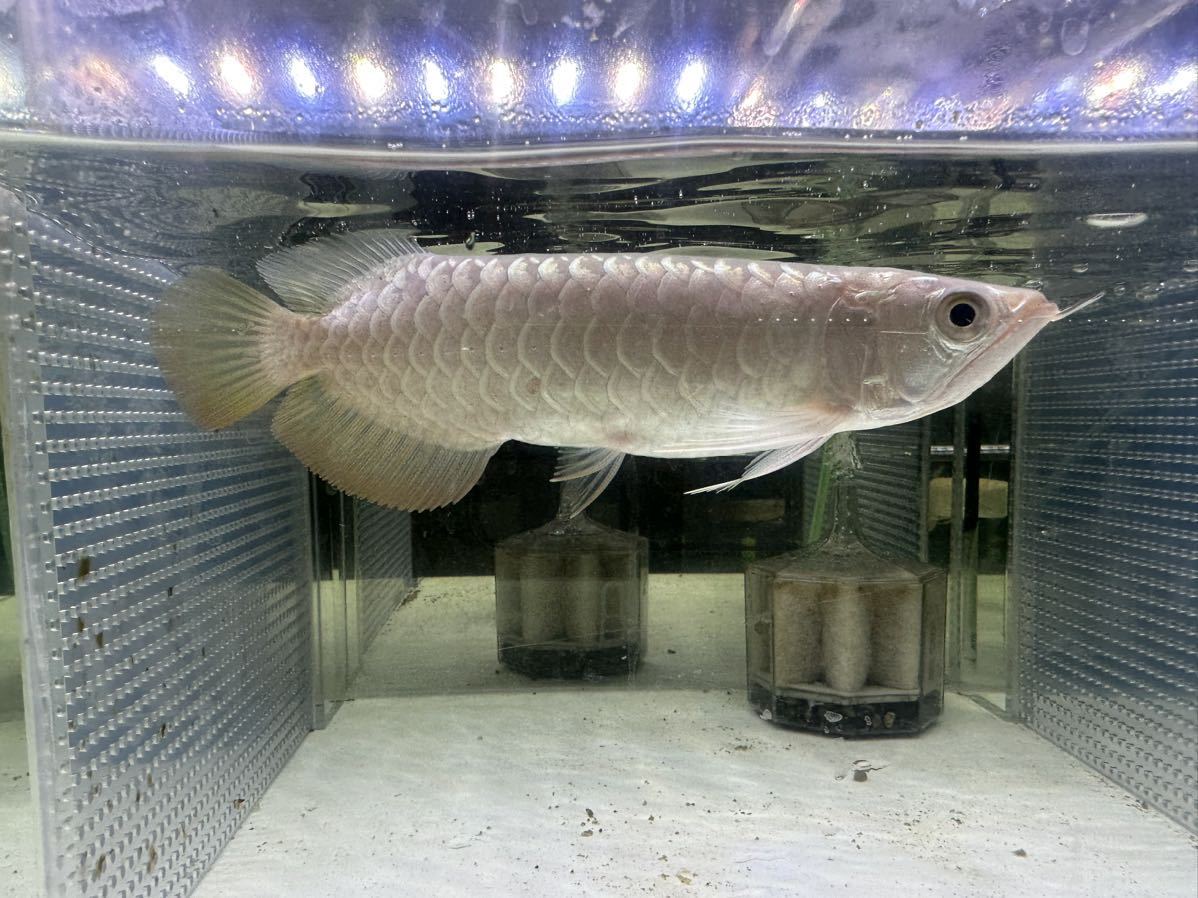 北海道の発送先のみ送料無料！　フォーエバー高背金龍　②