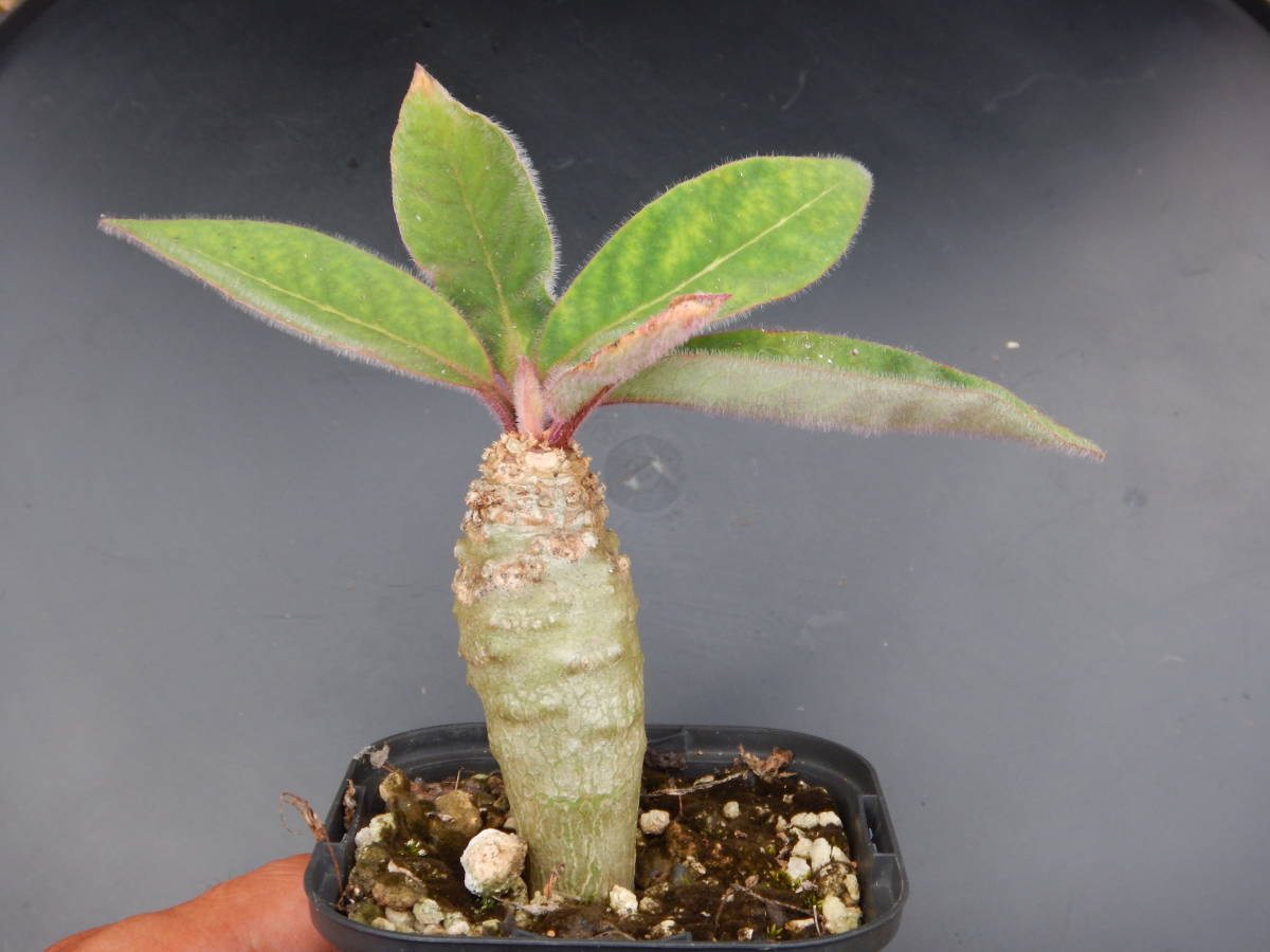 ★ユーフォルビア・ユーホルビア★　アンカレンシス（山木Ｆ１・実生２年生）_1