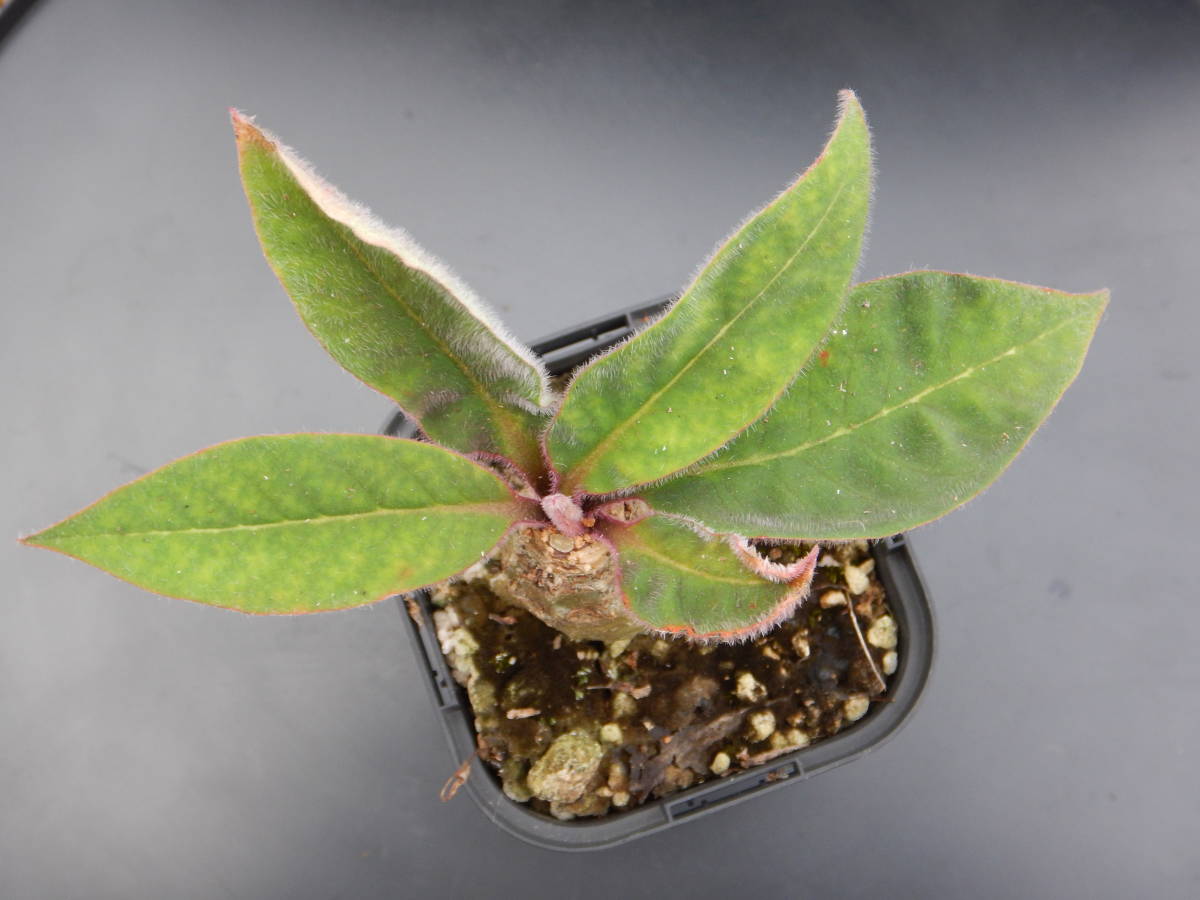 ★ユーフォルビア・ユーホルビア★　アンカレンシス（山木Ｆ１・実生２年生）_2