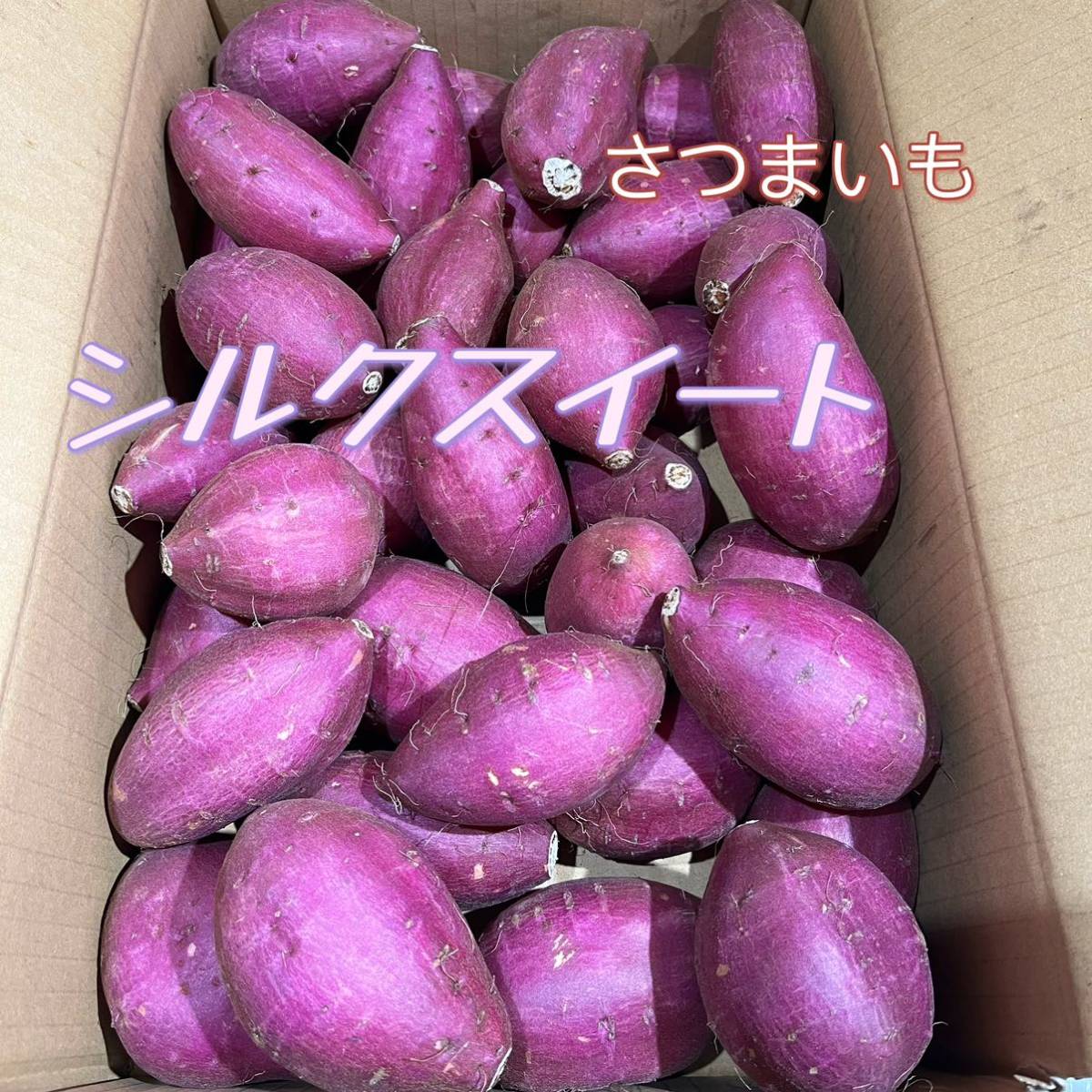 新物 青森県にんにく5Kg 2L ① | ANIMALSOUK.MA