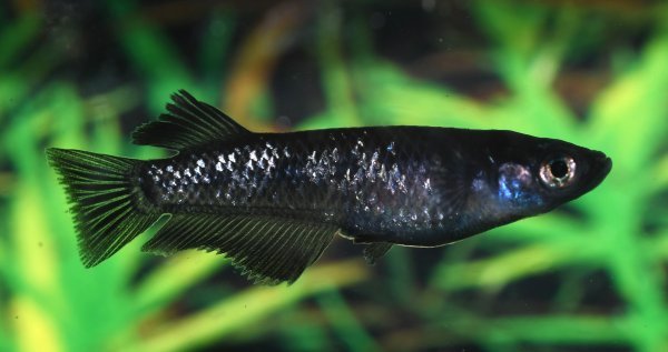 極上種親クラス ミッドナイトフリル 漆黒タイプ 1ペア ピチピチめだか P-2