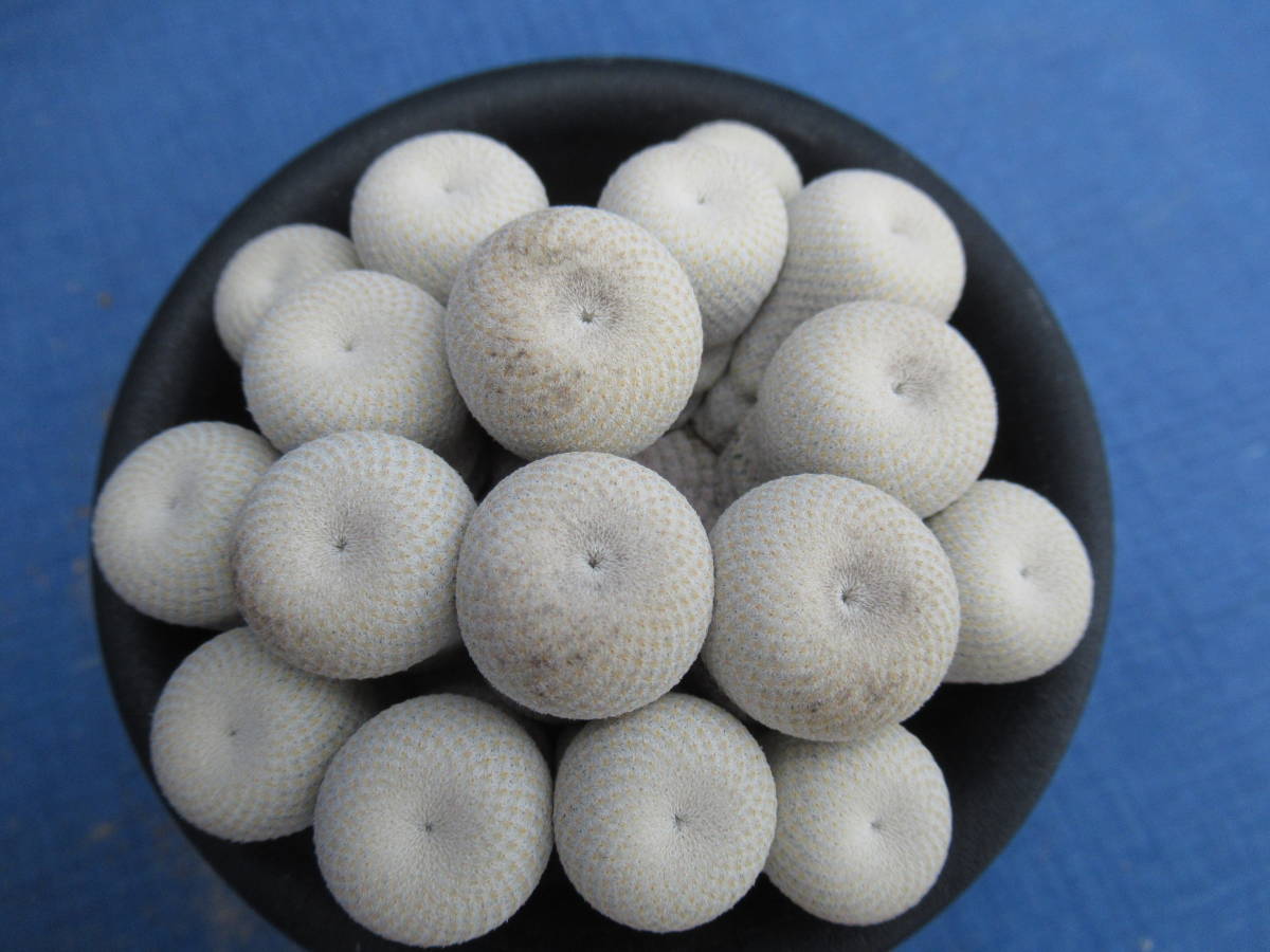 サボテン多肉植物　小人の帽子