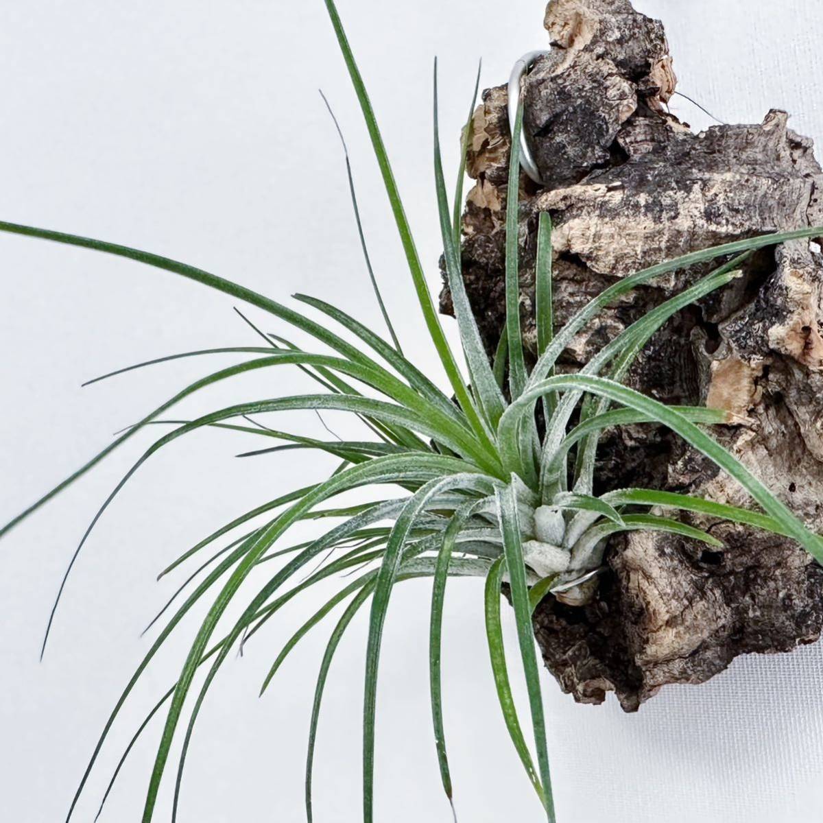 Tillandsia ionantha var. vanhyningii HR1000 ティランジア