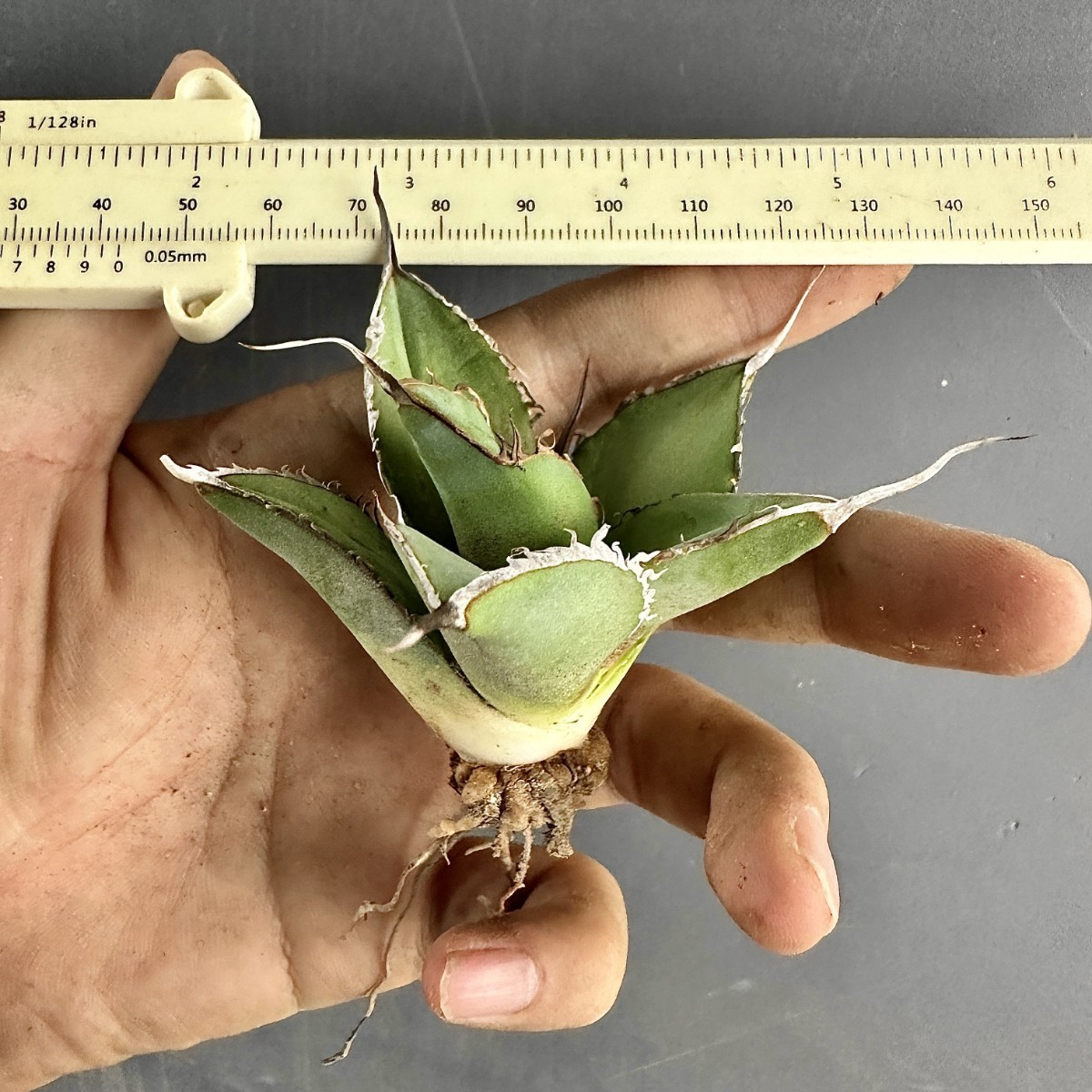 L53 激レア高級品種 アガベ チタノタ ウルヴァリン agave 金剛狼 極上強棘 狂刺 極上子株 