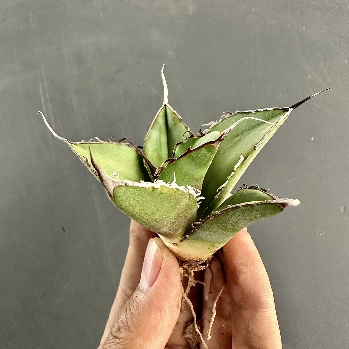 L53 激レア高級品種 アガベ チタノタ ウルヴァリン agave 金剛狼 極上強棘 狂刺 極上子株 