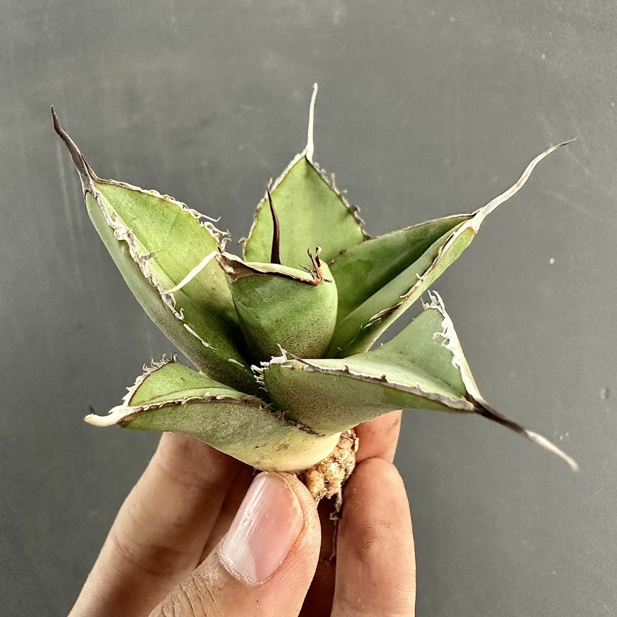 L53 激レア高級品種 アガベ チタノタ ウルヴァリン agave 金剛狼 極上強棘 狂刺 極上子株 