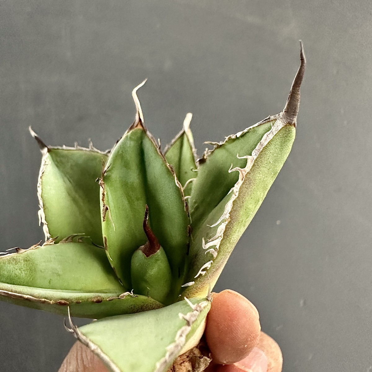 L53 激レア高級品種 アガベ チタノタ ウルヴァリン agave 金剛狼 極上強棘 狂刺 極上子株 