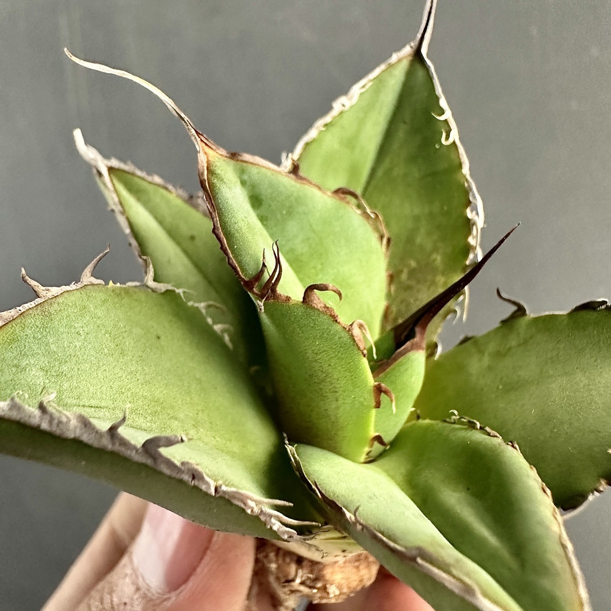 L53 激レア高級品種 アガベ チタノタ ウルヴァリン agave 金剛狼 極上強棘 狂刺 極上子株 