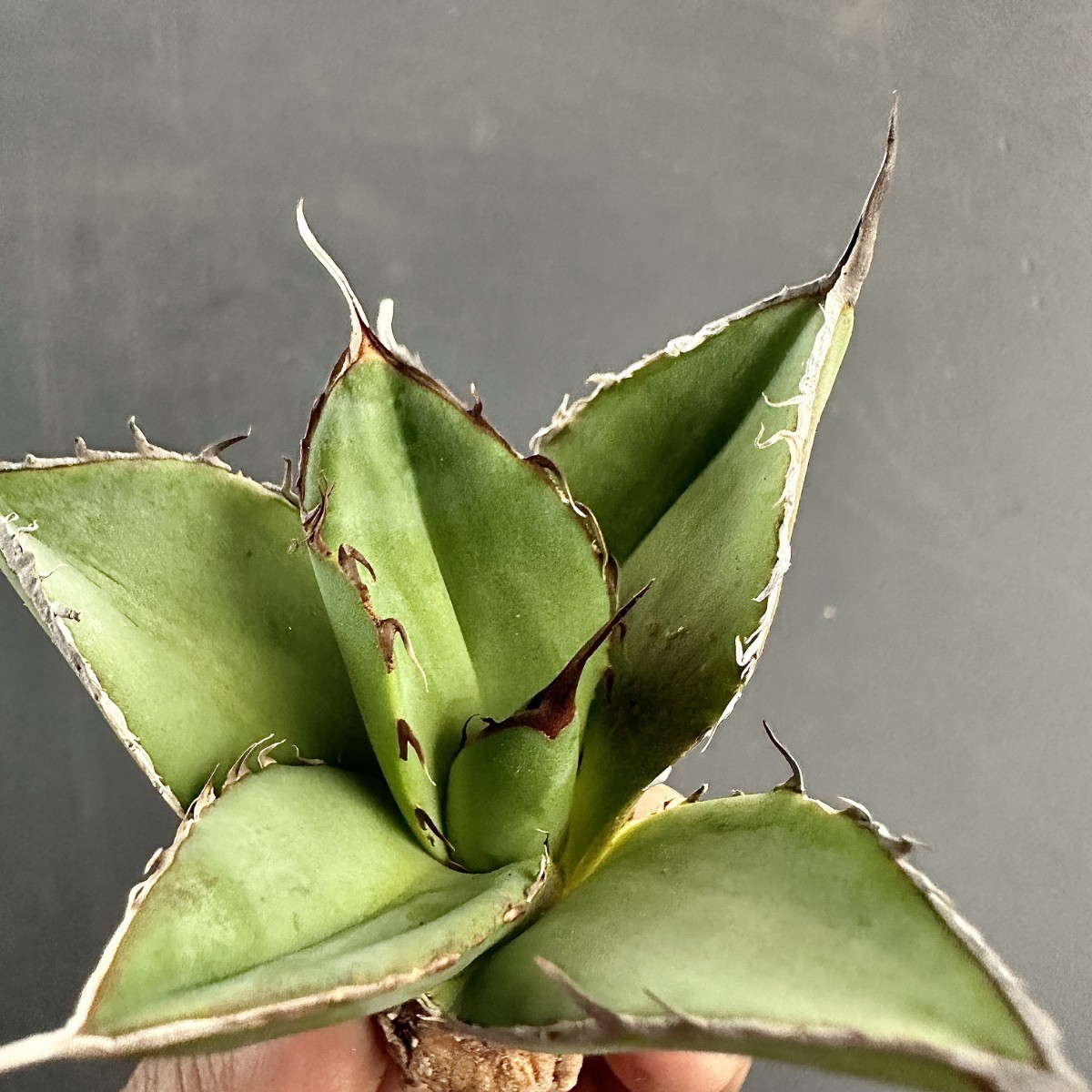 L53 激レア高級品種 アガベ チタノタ ウルヴァリン agave 金剛狼 極上強棘 狂刺 極上子株 