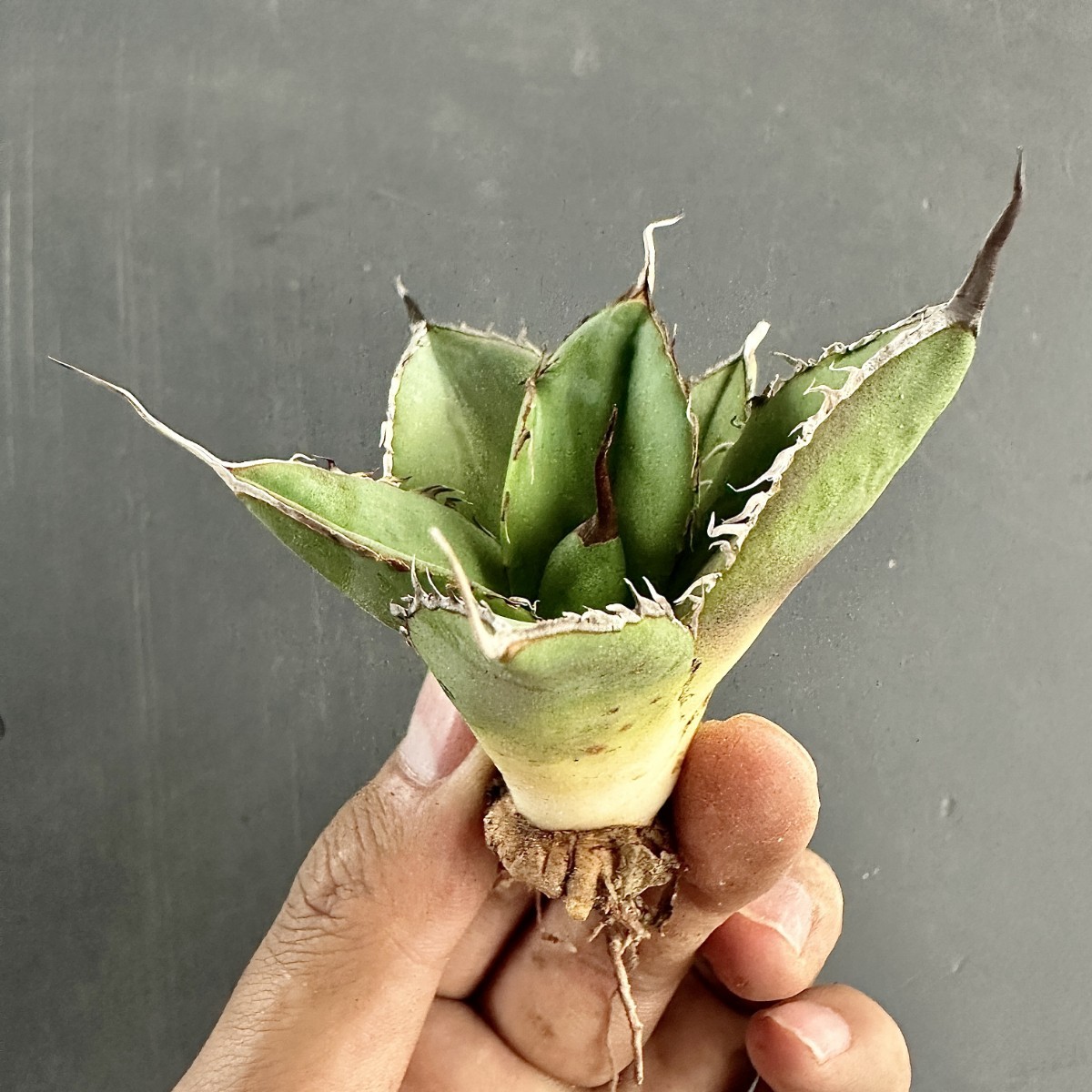 L53 激レア高級品種 アガベ チタノタ ウルヴァリン agave 金剛狼 極上強棘 狂刺 極上子株 