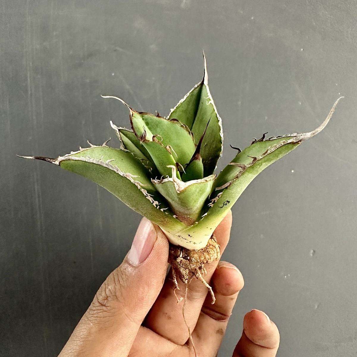 L53 激レア高級品種 アガベ チタノタ ウルヴァリン agave 金剛狼 極上強棘 狂刺 極上子株 