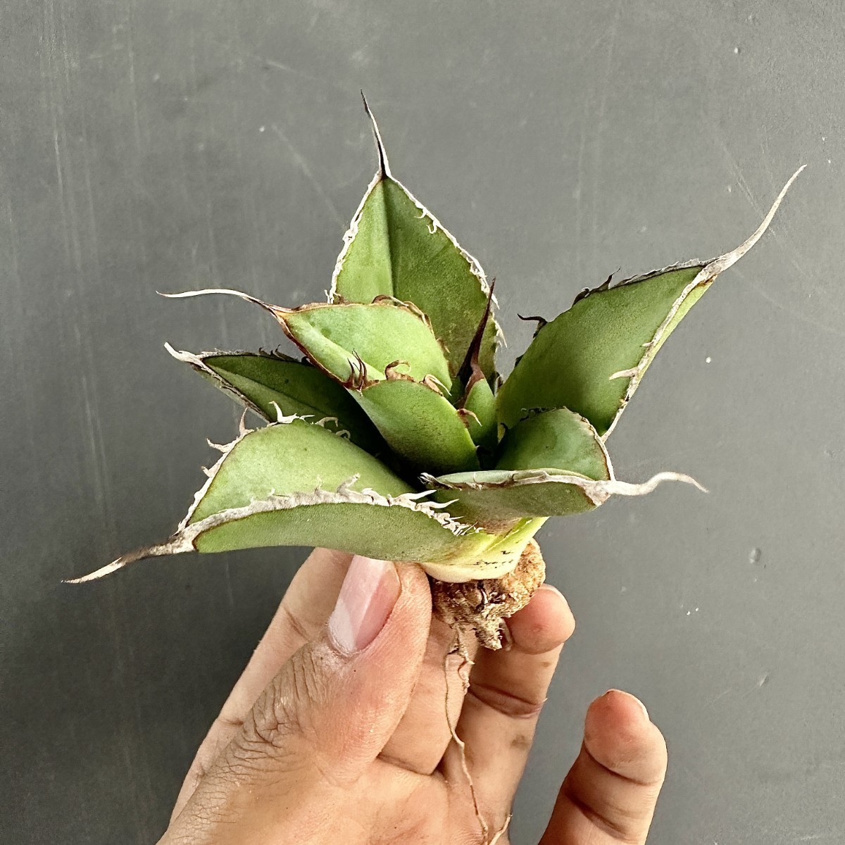 L53 激レア高級品種 アガベ チタノタ ウルヴァリン agave 金剛狼 極上強棘 狂刺 極上子株 