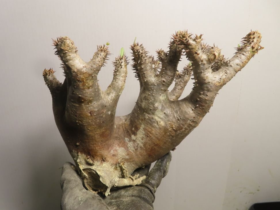 モ6381 「塊根植物」パキポディウム ホロンベンセ 抜き苗【/最新到着