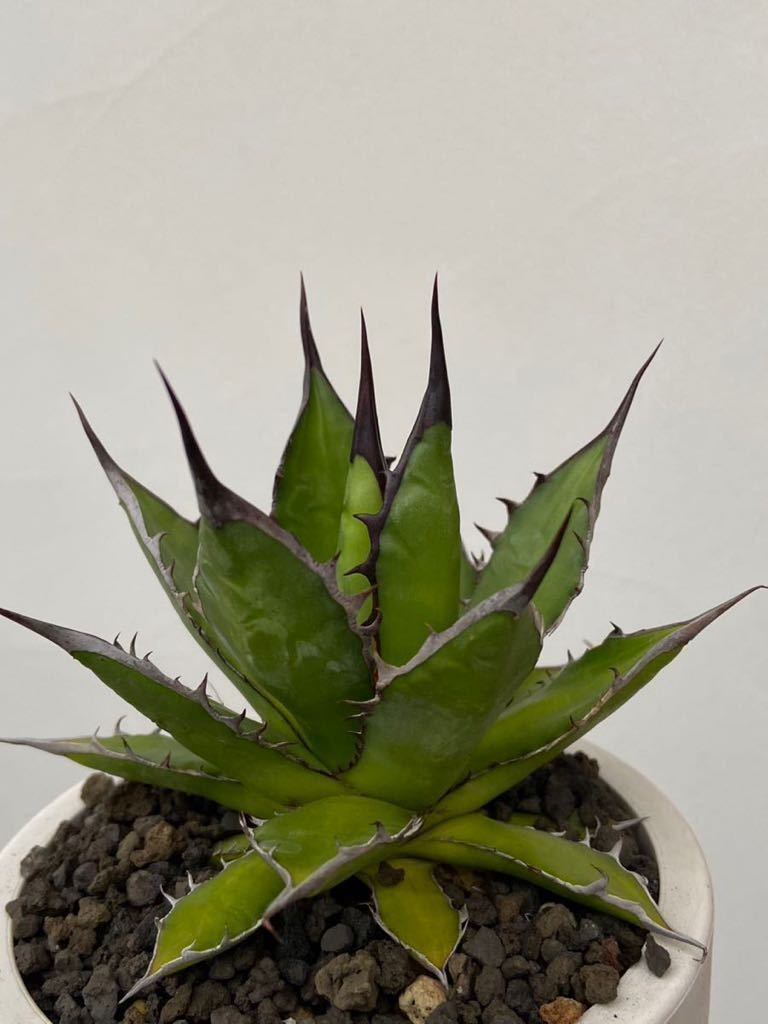 1円スタート　ホリダ実生　最初から黒棘　( アガベ　ホリダ　実生　)