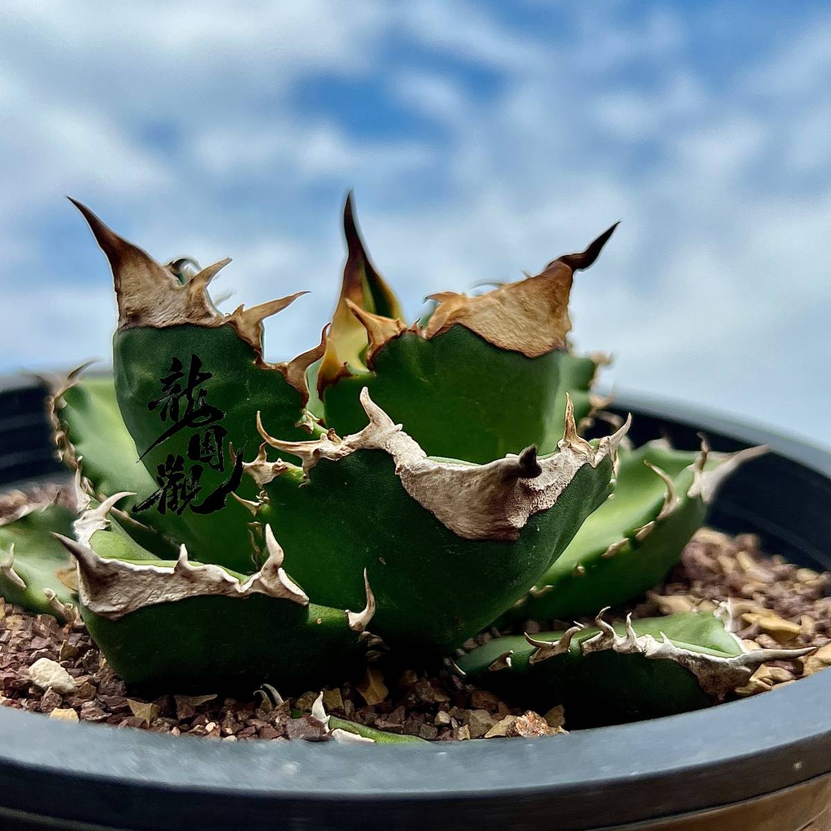 V35 厳選 アガベ チタノタ 帝君 agave emperor 極上強棘 狂刺 背棘 
