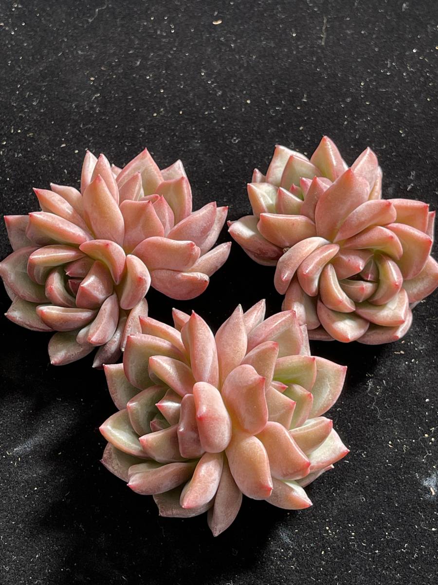 22株 156-4　多肉植物 エケベリア　シャイロ　超美苗 サボテン 観葉植物 花 園芸　レア種