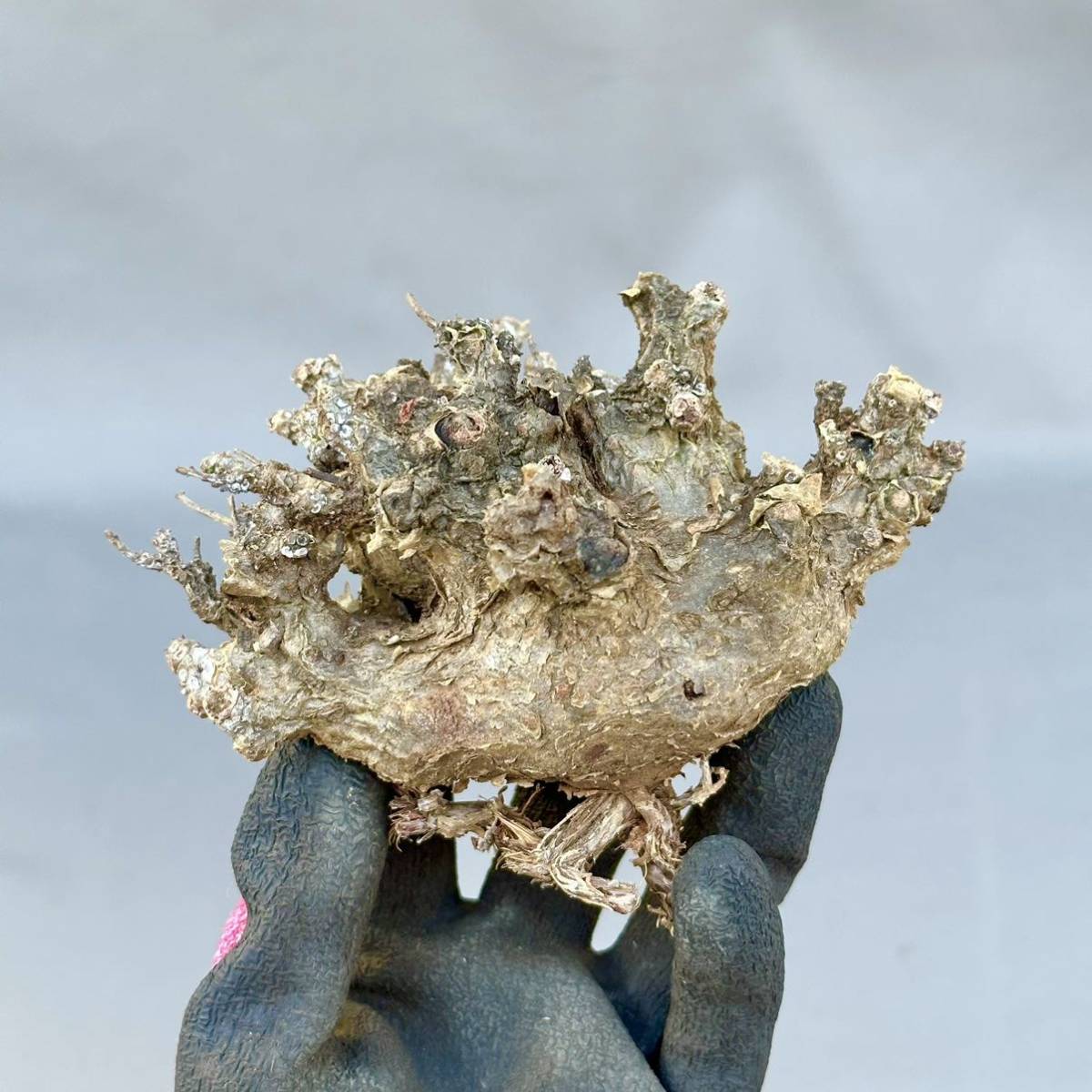 1 Tylecodon pearsonii / チレコドン ペアルソニー 白象 [検索] パキポディウム グラキリス オペルクリカリア パキプス ワリチー 万物想 