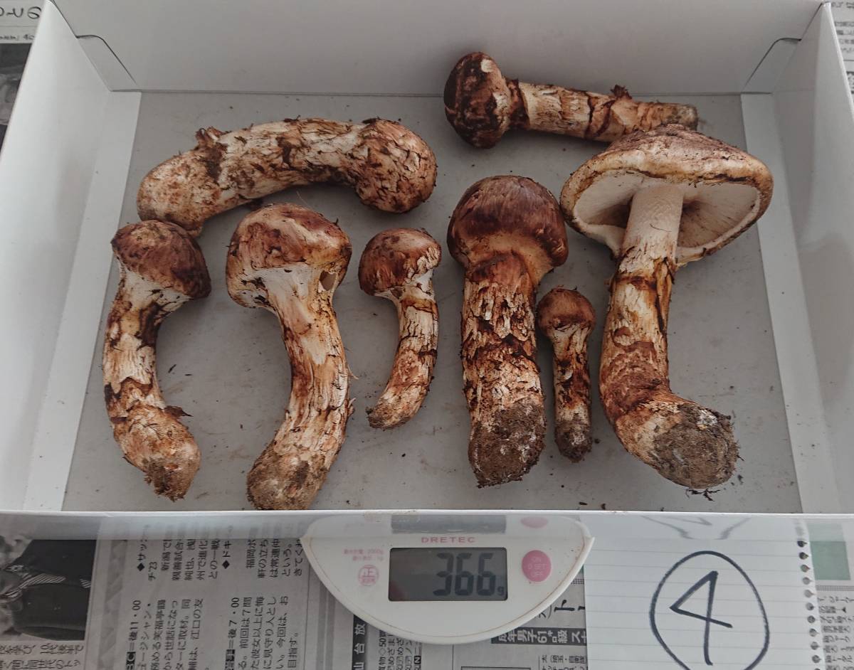 国産 松茸 366g 岩手県産 ④ 松茸 岩手県産 まつたけ C《 岩手県