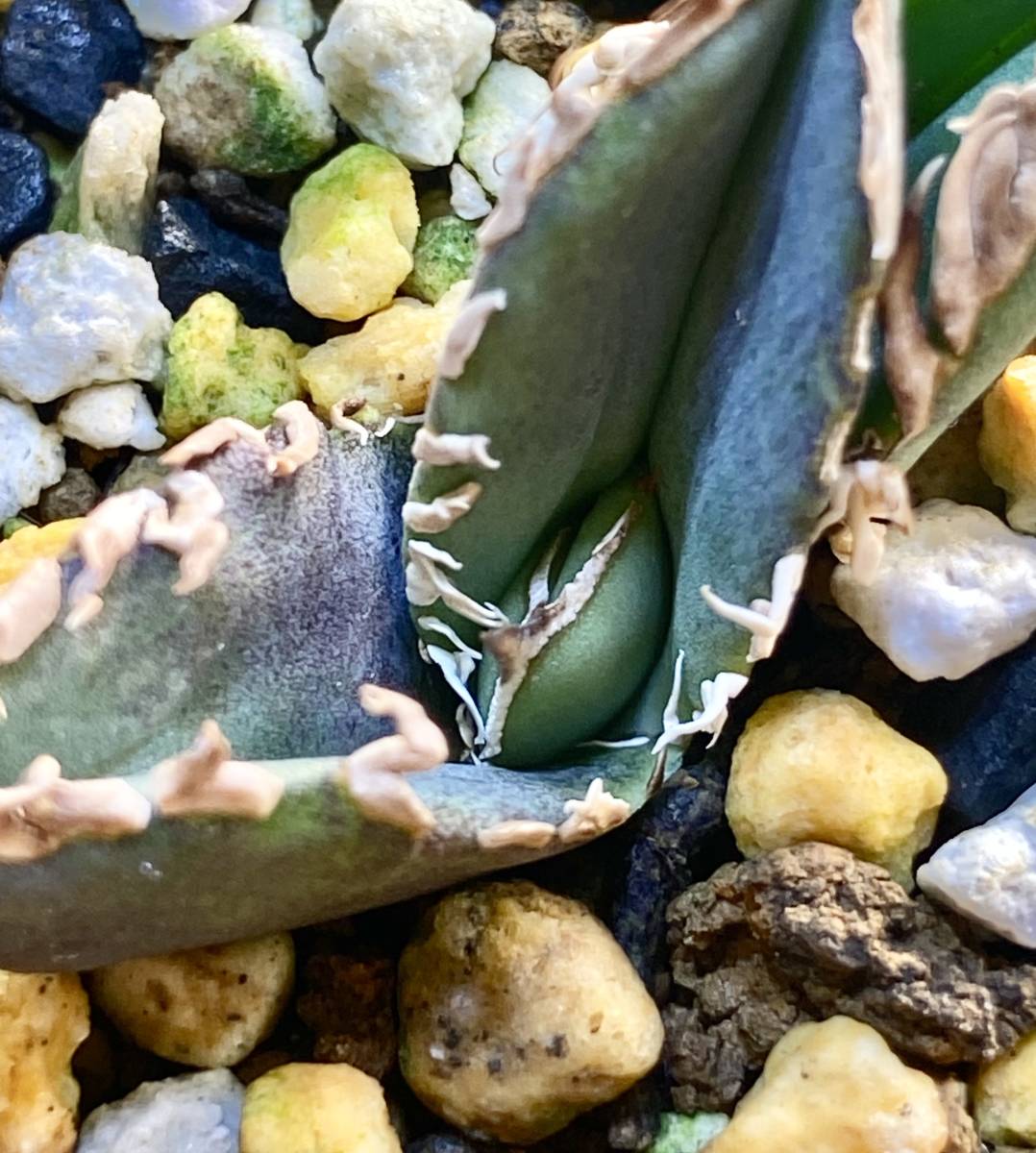 希少アガベ 穿山甲 子株（中サイズ）