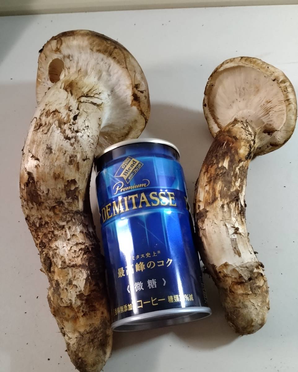 岩手県産松茸 岩手県宮古市産【松茸】500g | 岩手県宮古市 | ふるさと納税
