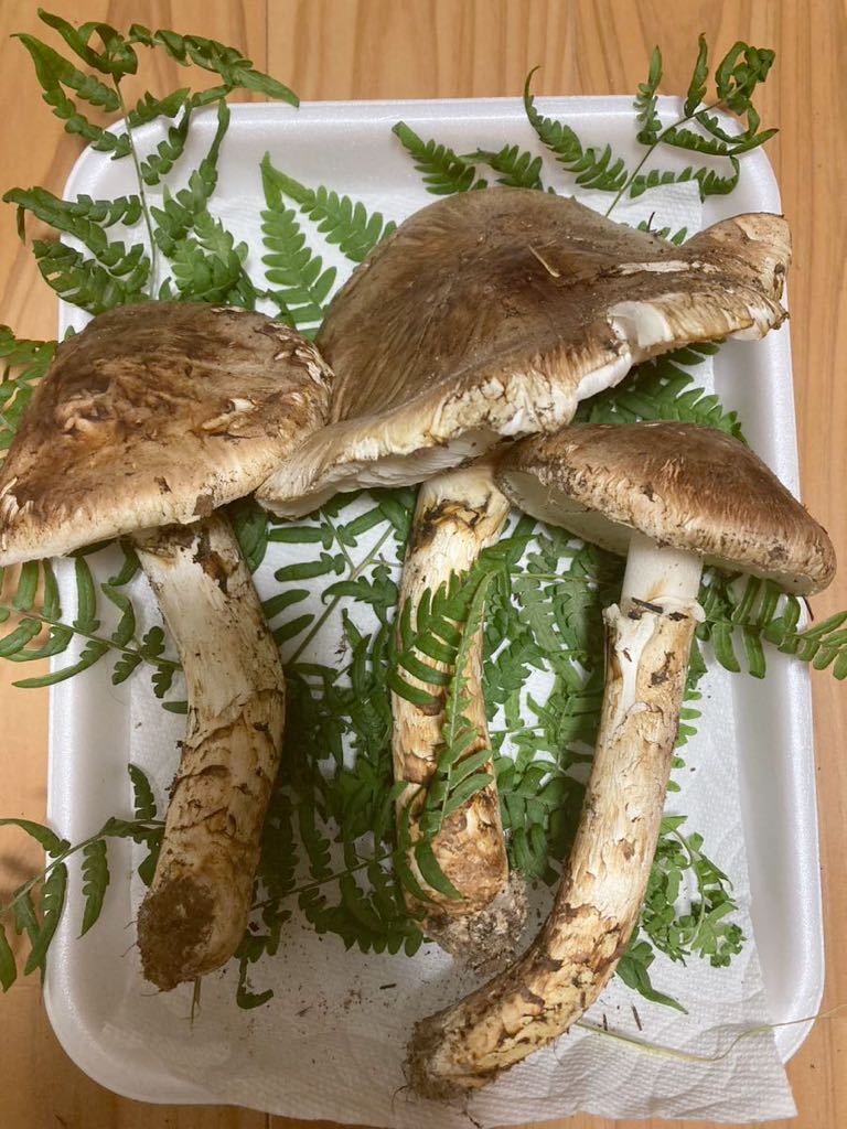 岩手県産松茸 300グラム ⑥ マツタケ 食品、飲料 【公式通販】