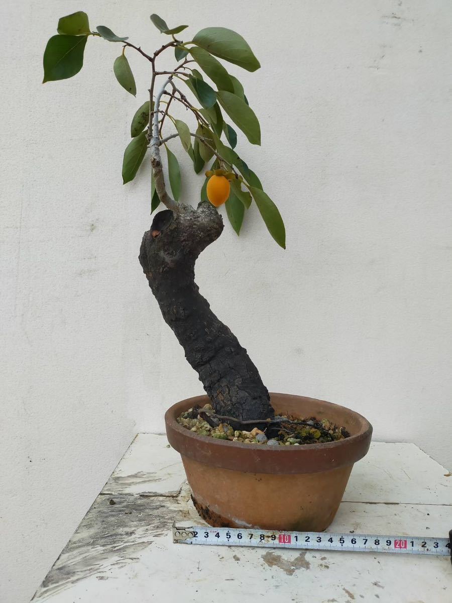 ガチ盆栽】山柿 太幹 激古