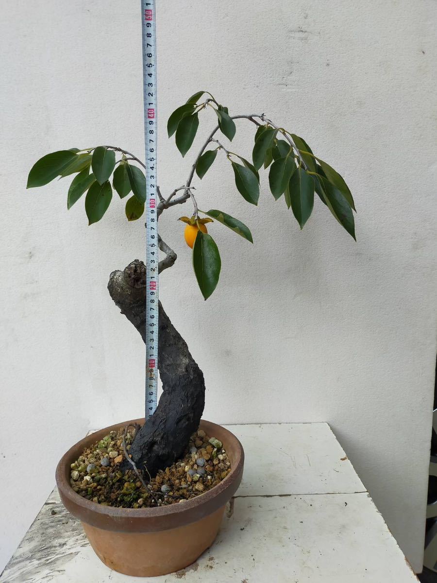 【ガチ盆栽】山柿　曲幹　太幹 ガチ盆栽】山柿 太幹 激古