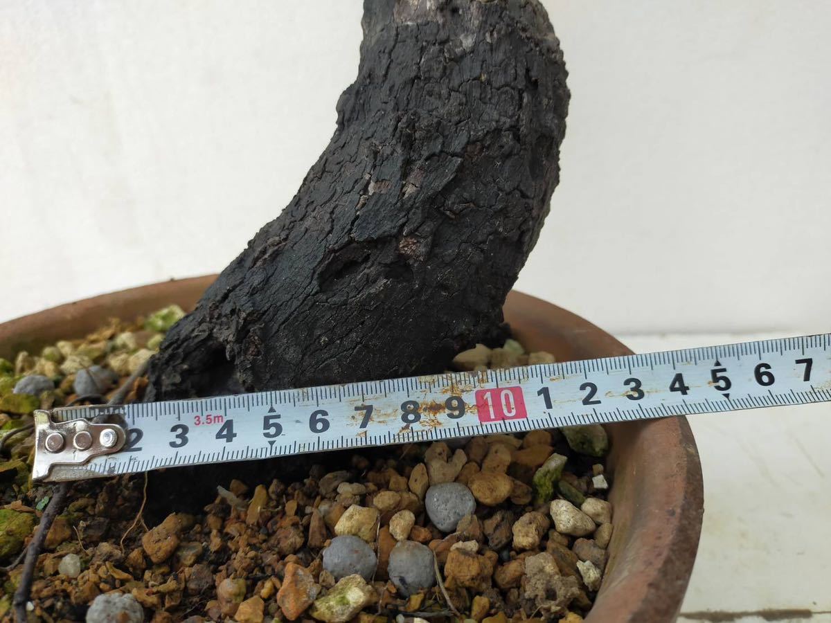 【ガチ盆栽】山柿　曲幹　太幹 ガチ盆栽】山柿 太幹 激古