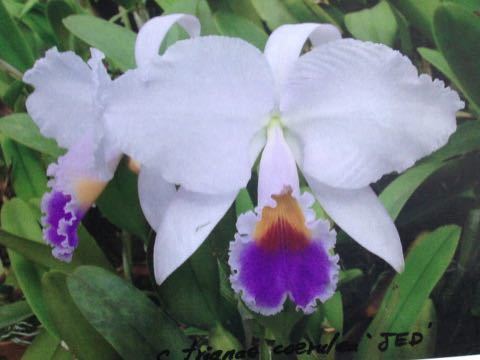 洋蘭原種　カトレア　C trianae coerulea J. E. D. OG JP