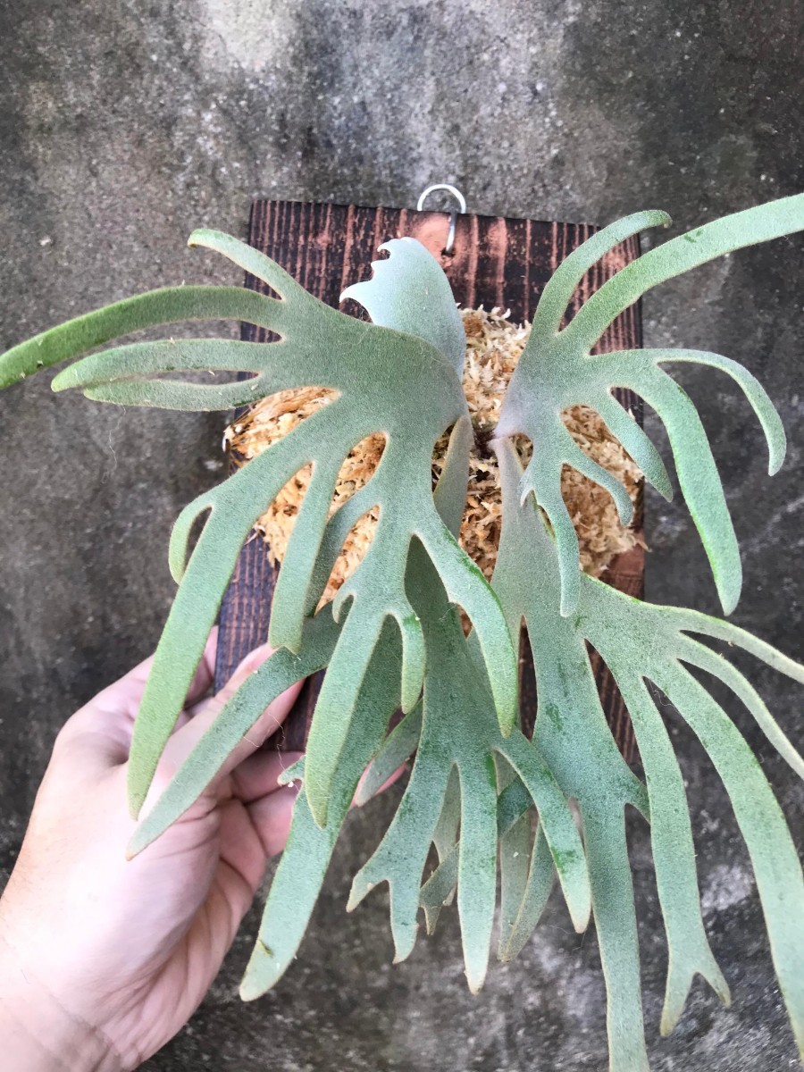 A13 P.willinckii Jade Girl 板付 ジェイドガール ドワーフ ビカクシダ 