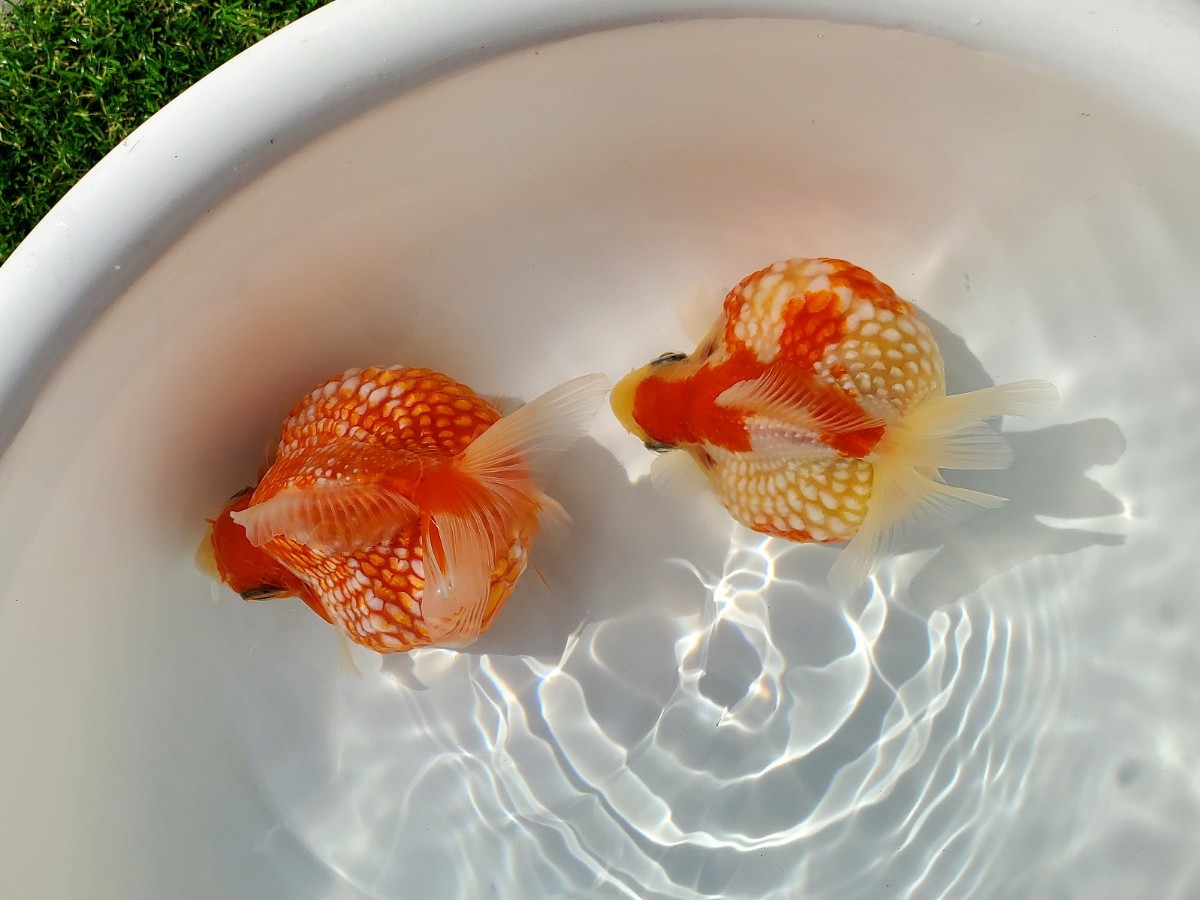 国産☆ピンポンパール☆2匹☆約9.0cm☆当歳☆上質☆丈夫☆金魚☆観賞魚