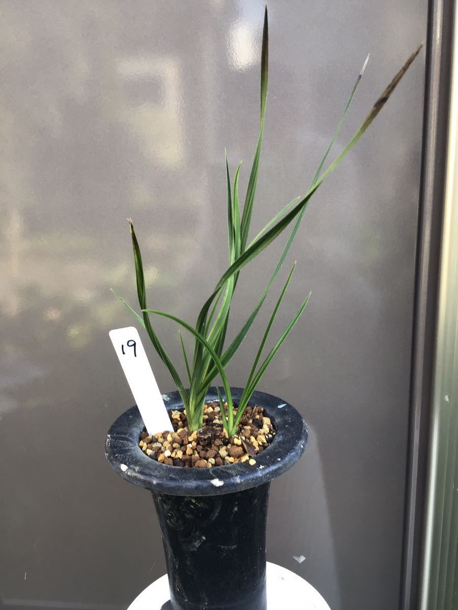 一茎九華 「水晶芸」 小木 3本立 （春蘭、寒蘭、長生蘭、万年青、中国蘭、山野草、東洋蘭）