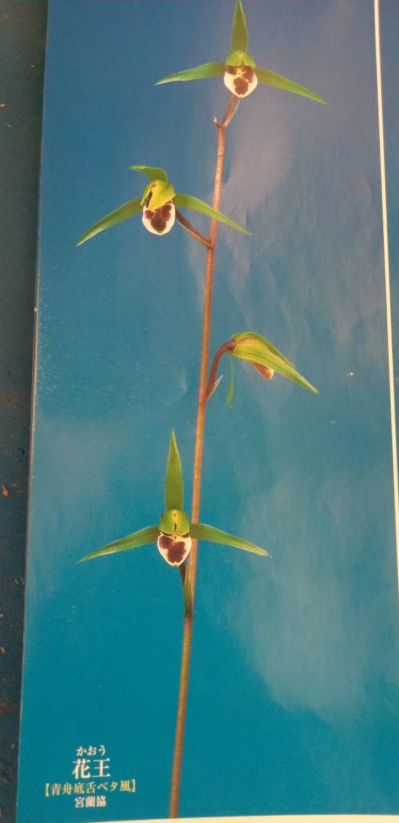 寒蘭　登録銘品・花王成木　青舟底舌ベタ風　　２