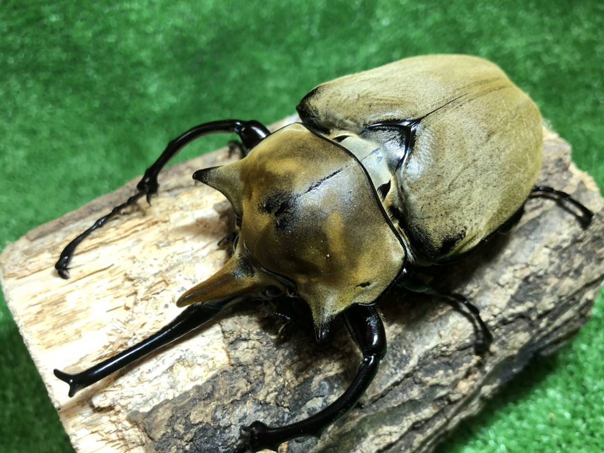 ♂170gエクアドル産レックスゾウカブト3令幼虫ペア(旧アクティオン