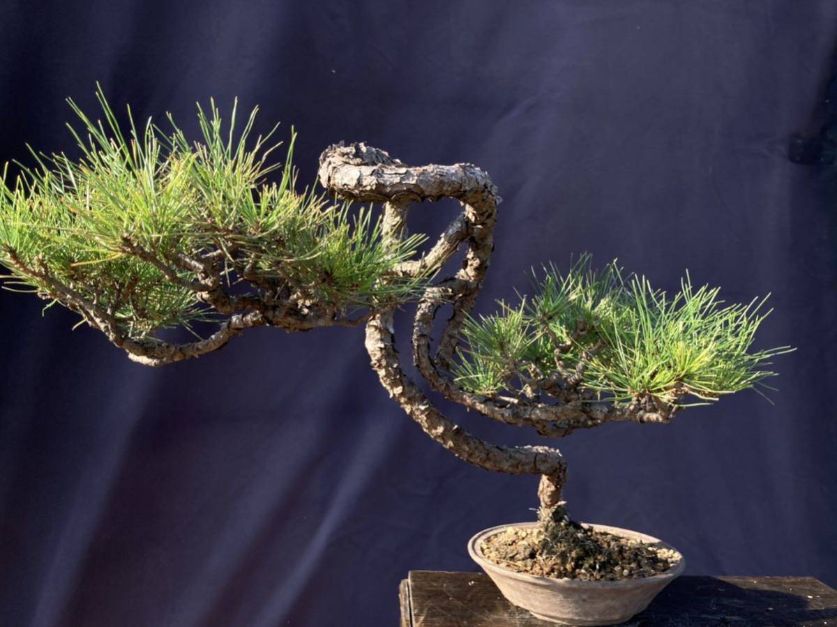 赤松 盆栽 文人木 文人木の盆栽を販売｜盆栽妙 赤石赤松 五葉松
