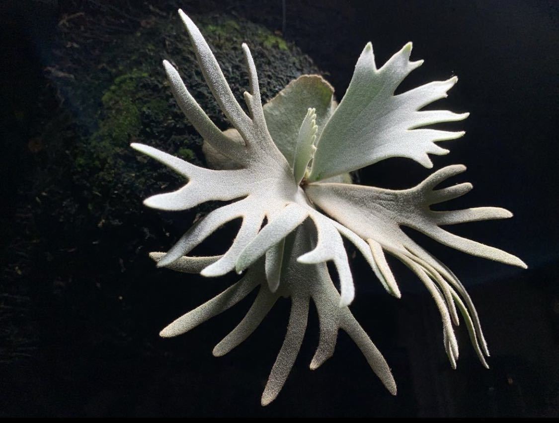 まだ名前はありません platycerium willinckii dwarf noname sp. ビカクシダ ドワーフ jadegirl bacteria バクテリア ジェイドガール