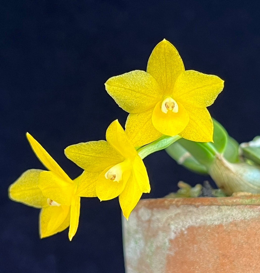 aurea cernua カトレア Cattleya 洋蘭原種 f. x 洋蘭 洋蘭原種カトレヤC