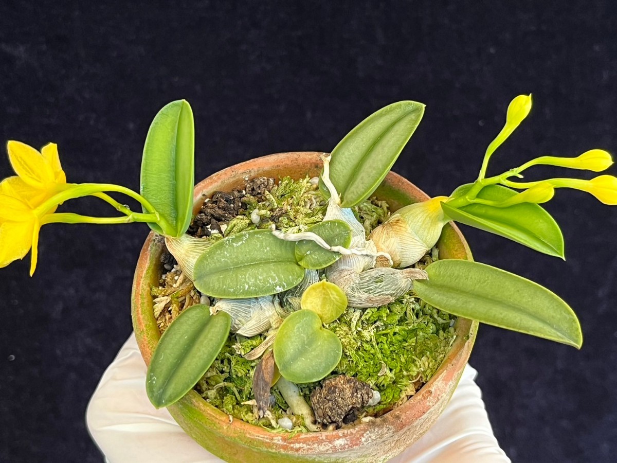 aurea cernua カトレア Cattleya 洋蘭原種 f. x 洋蘭 洋蘭原種カトレヤC