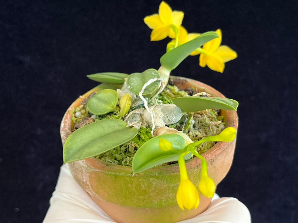 aurea cernua カトレア Cattleya 洋蘭原種 f. x 洋蘭 洋蘭原種カトレヤC