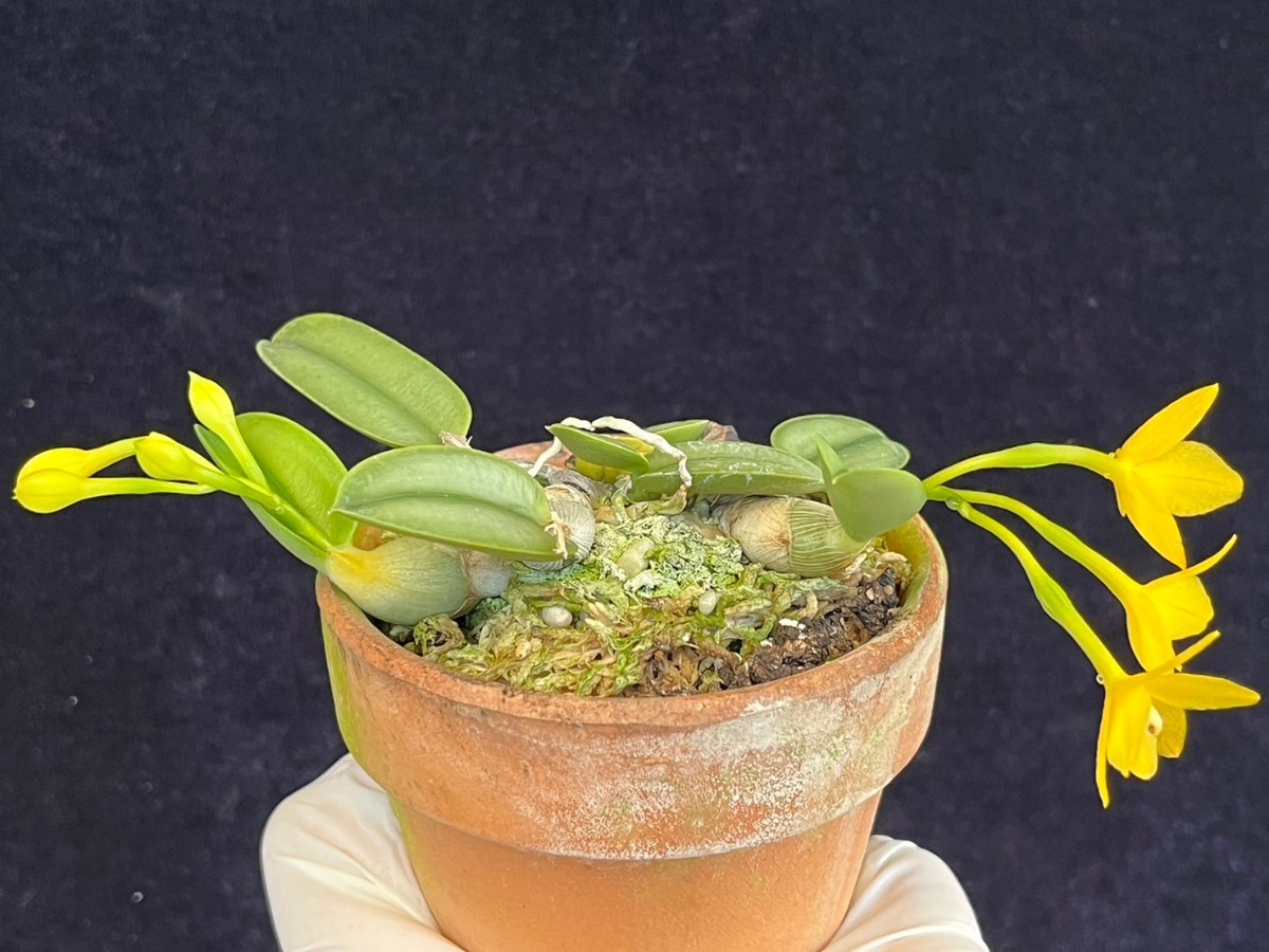 aurea cernua カトレア Cattleya 洋蘭原種 f. x 洋蘭 洋蘭原種カトレヤC