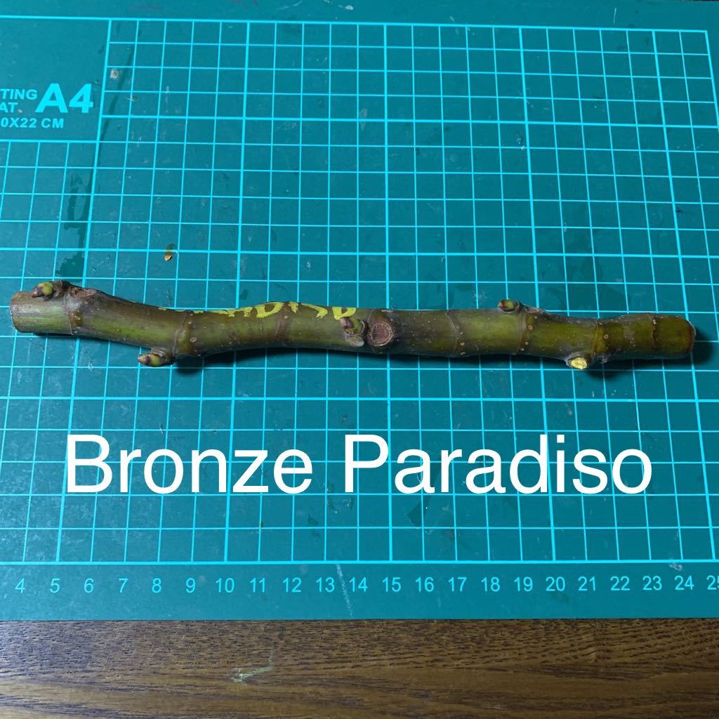 ハチ太　いちじく穂木 Bronze Paradiso穂木 いちじく穂木 イチジク穂木 Paradiso | 世界の